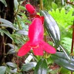 Aeschynanthus micranthus Flower