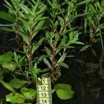 Rotala ramosior 其他