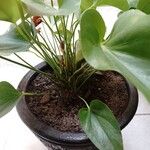 Anthurium spp. Flor