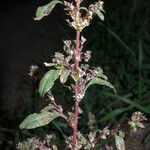 Amaranthus torreyi Blomst