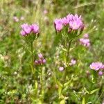 Centaurium erythraea Kvet