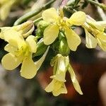 Erucastrum gallicum Цветок