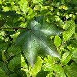 Acer cappadocicum Leaf