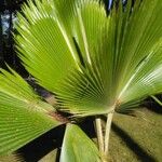 Pritchardia pacifica Leaf