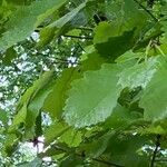 Quercus michauxii Leaf