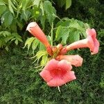 Campsis grandiflora Flower