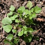 Cardamine oligosperma Συνήθη χαρακτηριστικά