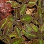 Episcia lilacina Hoja