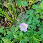 Geranium maculatumফুল