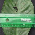 Psychotria panamensis Other