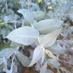 Eucalyptus gunnii Leht