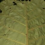 Pentagonia wendlandii Hoja