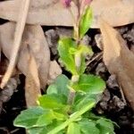 Arabis collina Leaf