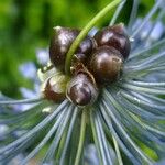 Allium caeruleum Frukt