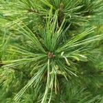 Pinus sibirica Folha