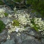 Saxifraga rosacea Kvet