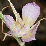 Calochortus macrocarpus फूल