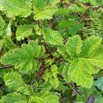 Brassica juncea Leaf