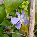 Vinca major 花