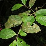 Ardisia guianensis Folha