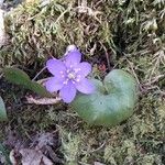 Hepatica nobilis Flower