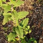 Pentanema squarrosum Leaf