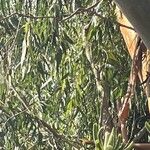 Eucalyptus camaldulensis Leaf