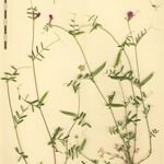 Lathyrus setifolius Arall