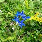 Gentiana sierrae Flower