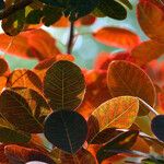 Cotinus coggygria পাতা