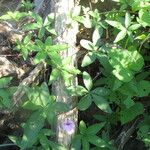 Ipomoea heptaphylla Habit