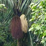 Oenocarpus bataua Фрукт