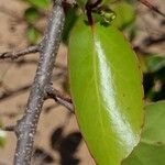 Flacourtia indica Blad