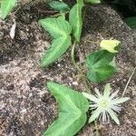 Passiflora capsularis Лист