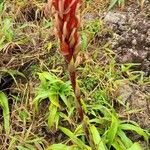 Pitcairnia bifrons Flower