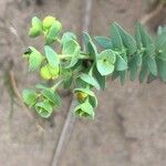 Euphorbia paralias Blomst