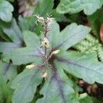 Tiarella cordifolia Altro