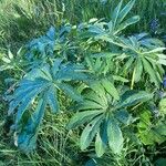 Lupinus polyphyllus Plante entière