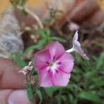 Phlox drummondiiFlower