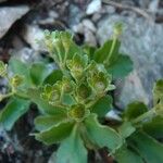 Primula hirsuta Fruto
