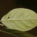 Siparuna decipiens Yaprak