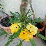 Uncarina decaryi Flower