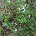 Chromolaena odorata Hábito