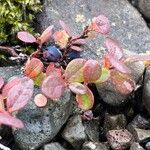 Vaccinium uliginosumഇല