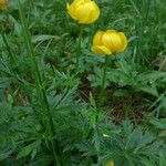 Trollius europaeusÇiçek