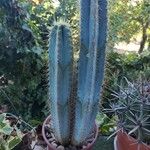 Pilosocereus pachycladus ഇല