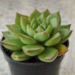 Echeveria agavoides Feuille