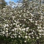 Viburnum buddleifolium অভ্যাস