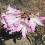 Amaryllis belladonnaΛουλούδι