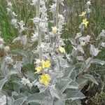 Verbascum undulatum Flower